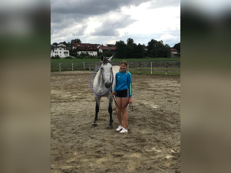 Lipizzaner Mix Merrie 6 Jaar 160 cm Appelschimmel in Gangkofen