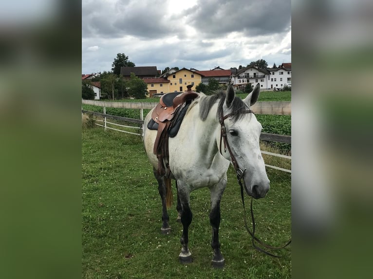 Lipizzaner Mix Merrie 6 Jaar 160 cm Appelschimmel in Gangkofen