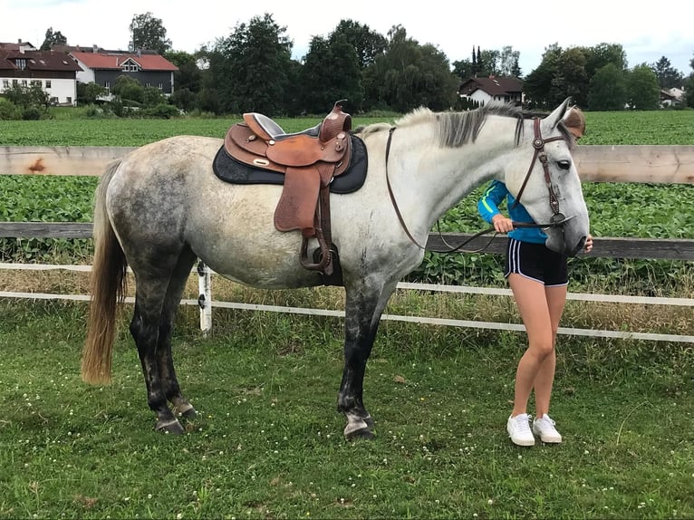 Lipizzaner Mix Merrie 6 Jaar 160 cm Appelschimmel in Gangkofen