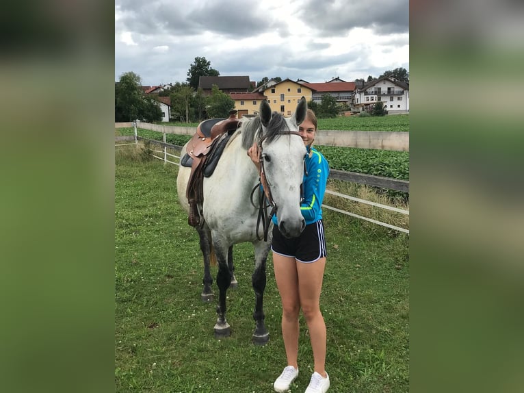 Lipizzaner Mix Merrie 6 Jaar 160 cm Appelschimmel in Gangkofen