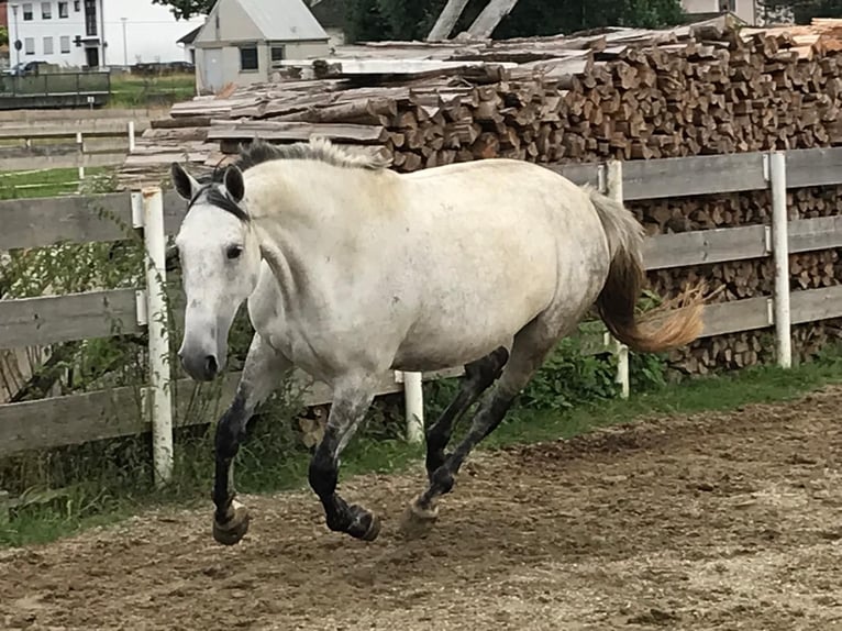 Lipizzaner Mix Merrie 6 Jaar 160 cm Appelschimmel in Gangkofen