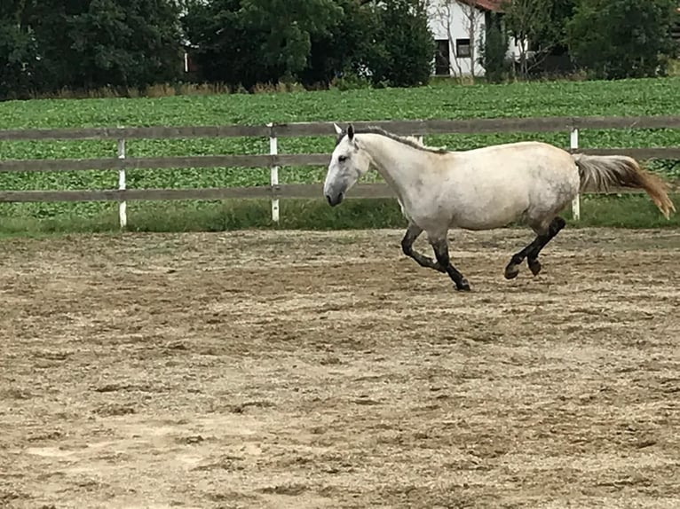 Lipizzaner Mix Merrie 6 Jaar 160 cm Appelschimmel in Gangkofen