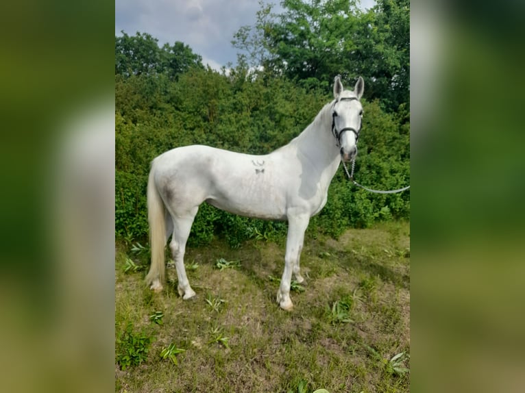 Lipizzaner Merrie 6 Jaar 160 cm Schimmel in Jászberény