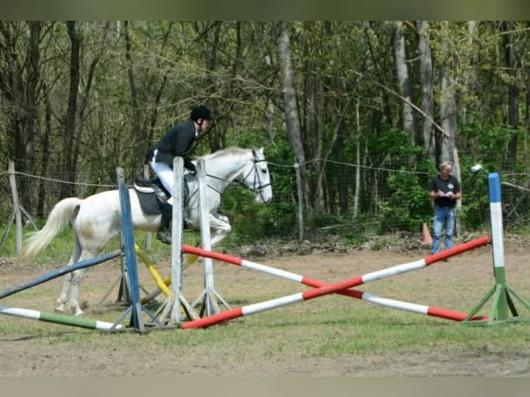 Lipizzaner Merrie 6 Jaar 160 cm Schimmel in Jászberény