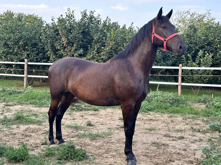 Lipizzaner Merrie 6 Jaar 162 cm Bruin in Antunovac