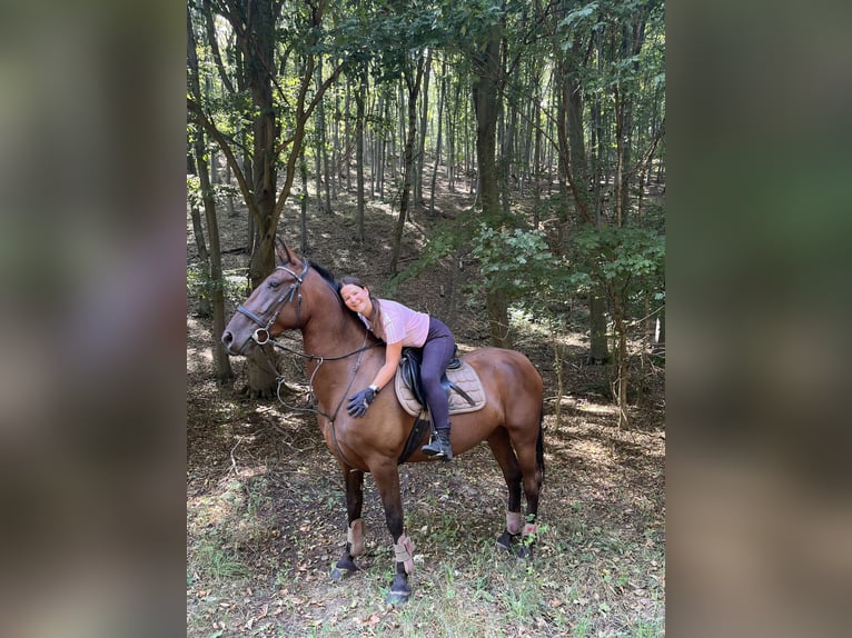 Lipizzaner Merrie 6 Jaar 164 cm Bruin in Mez&#x151;&#xF6;rs