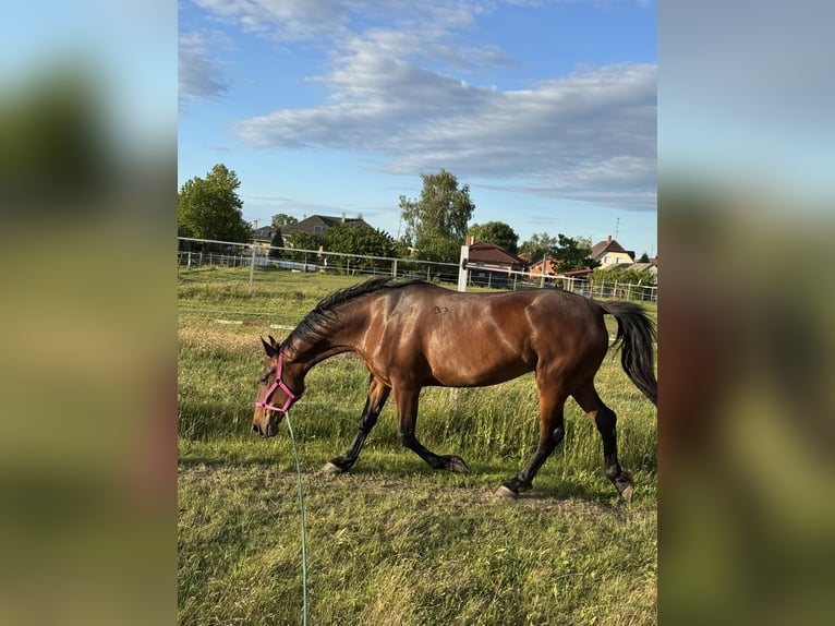 Lipizzaner Merrie 6 Jaar 164 cm Bruin in Mez&#x151;&#xF6;rs
