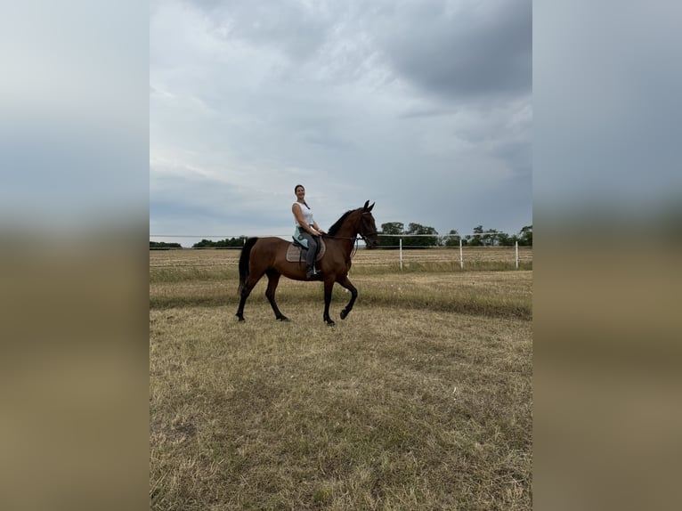 Lipizzaner Merrie 6 Jaar 164 cm Bruin in Mez&#x151;&#xF6;rs