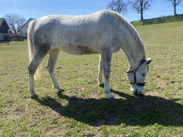 Lipizzaner Merrie 6 Jaar 168 cm Schimmel in Herdwangen-Sch&#xF6;nach