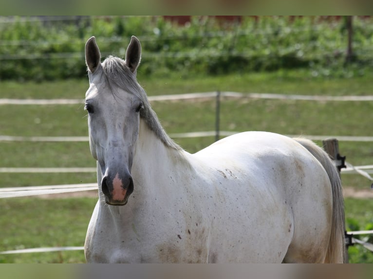Lipizzaner Merrie 6 Jaar 172 cm Schimmel in St Marein bei Graz