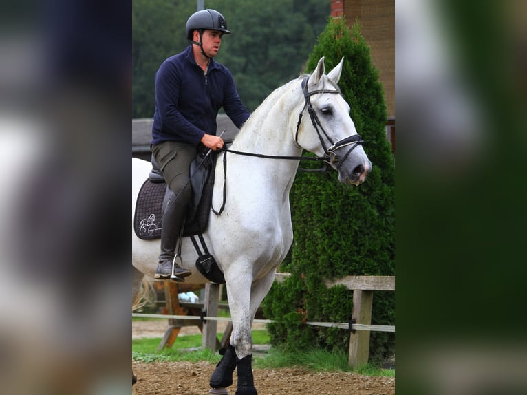 Lipizzaner Merrie 6 Jaar 172 cm Schimmel in St Marein bei Graz