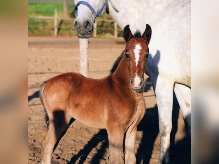 Lipizzaner Merrie 7 Jaar 154 cm Schimmel in Gernsbach