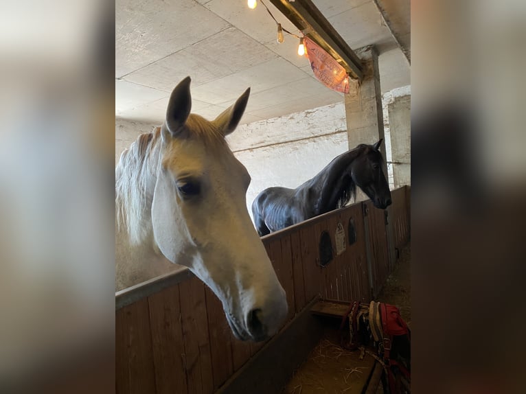 Lipizzaner Merrie 7 Jaar 172 cm Schimmel in ÜberlingenÜberlingen