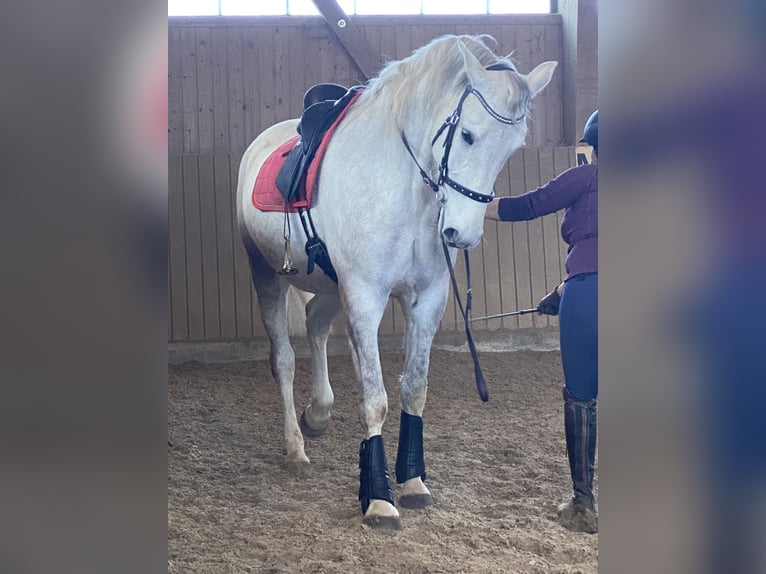 Lipizzaner Merrie 7 Jaar 172 cm Schimmel in ÜberlingenÜberlingen