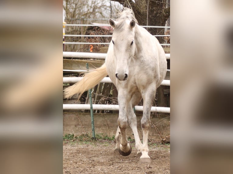 Lipizzaner Merrie 7 Jaar 172 cm Schimmel in ÜberlingenÜberlingen