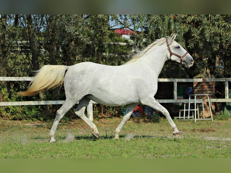 Lipizzaner Merrie 8 Jaar 151 cm  in Trnovska Vas