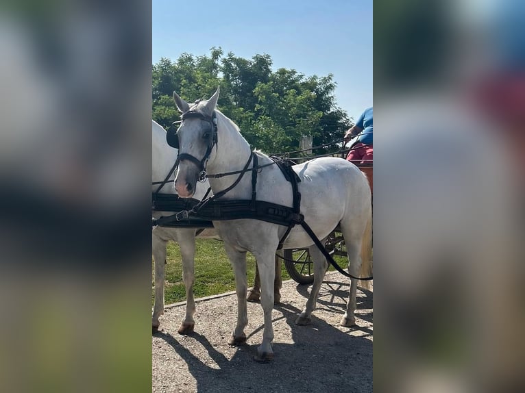 Lipizzaner Merrie 8 Jaar 160 cm Wit in Tass