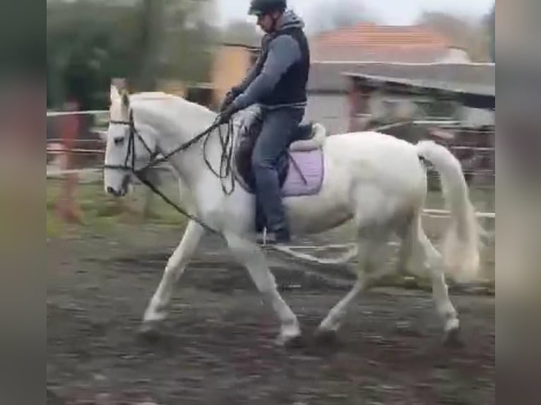 Lipizzaner Merrie 8 Jaar 160 cm Wit in Tass