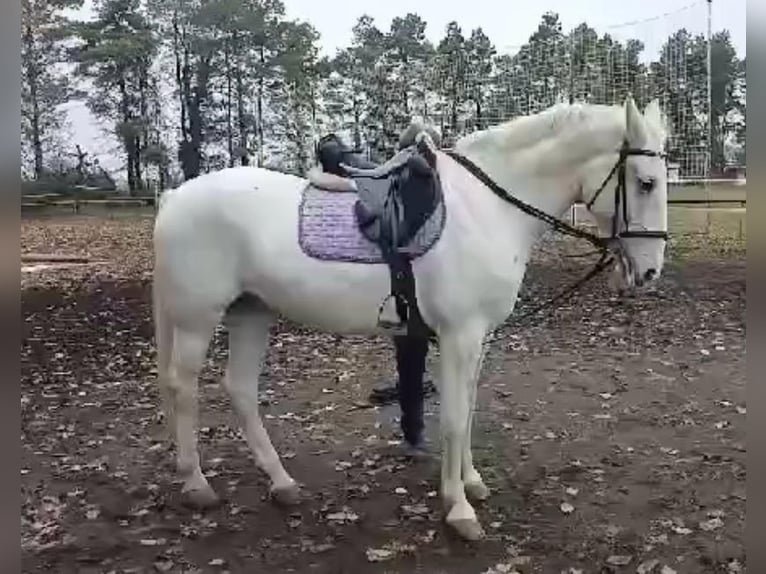 Lipizzaner Merrie 8 Jaar 160 cm Wit in Tass