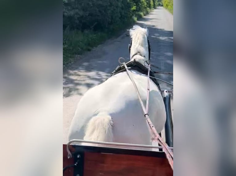 Lipizzaner Merrie 8 Jaar 160 cm Wit in Tass