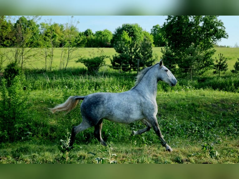 Lipizzaner Merrie 8 Jaar Schimmel in Tordas