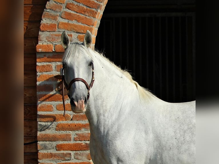 Lipizzaner Merrie 8 Jaar Schimmel in Trnovska vas