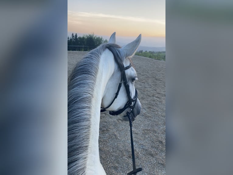 Lipizzaner Merrie 9 Jaar 148 cm Schimmel in Voitsberg