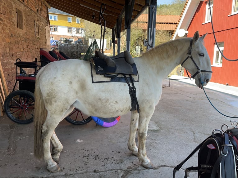 Lipizzaner Merrie 9 Jaar 160 cm Schimmel in Oberzent