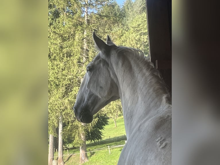 Lipizzaner Merrie 9 Jaar 160 cm Schimmel in Oberzent