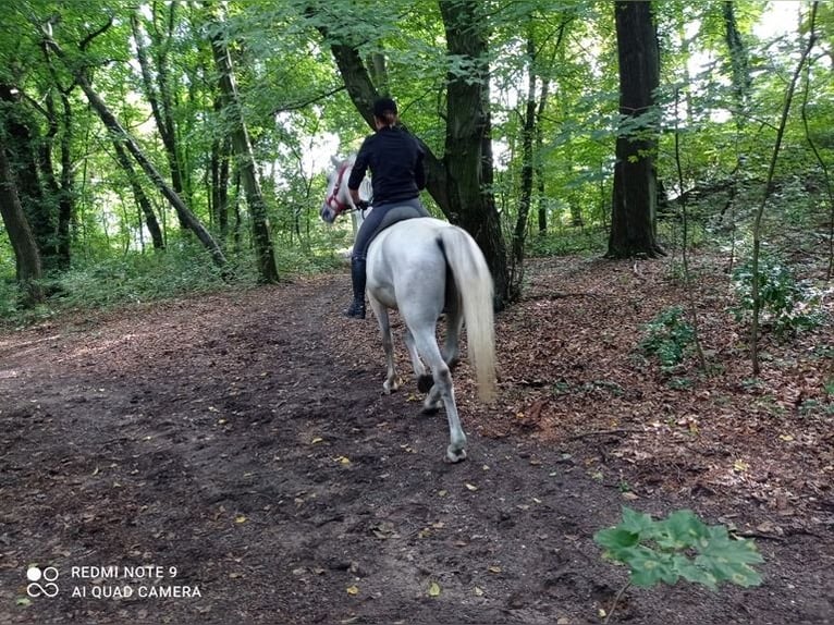 Lipizzaner Merrie 9 Jaar Schimmel in Görlitz