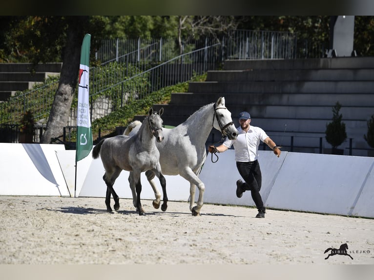 Lipizzaner Merrie Veulen (05/2025) 158 cm Schimmel in Radovljica