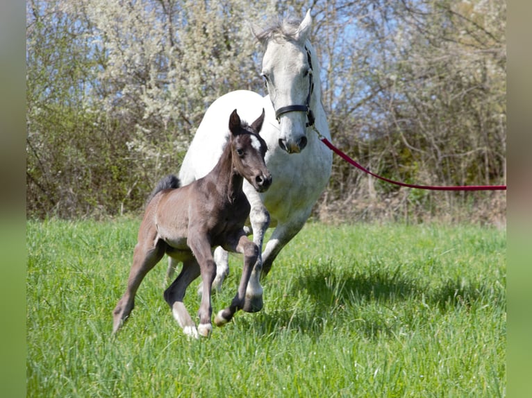 Lipizzaner Merrie  Zwart in Velika Loka