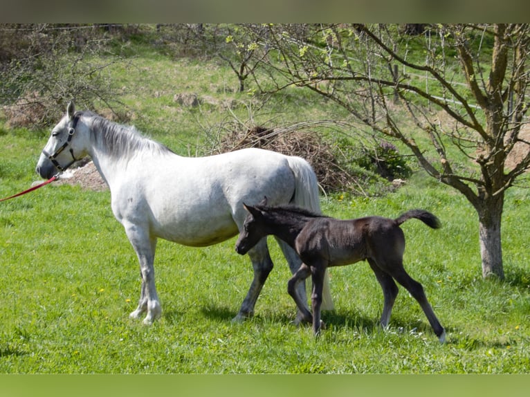 Lipizzaner Merrie  Zwart in Velika Loka