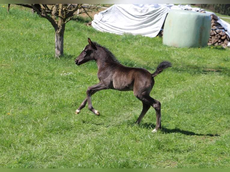 Lipizzaner Merrie  Zwart in Velika Loka