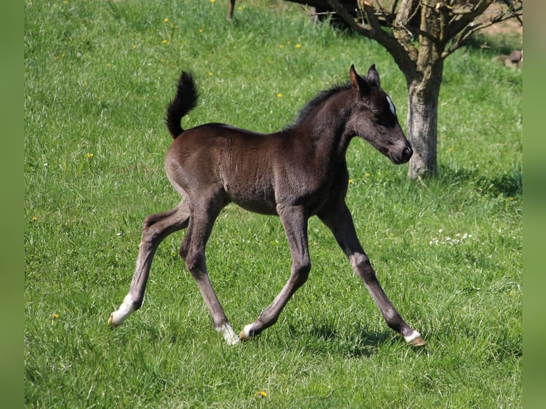 Lipizzaner Merrie  Zwart in Velika Loka