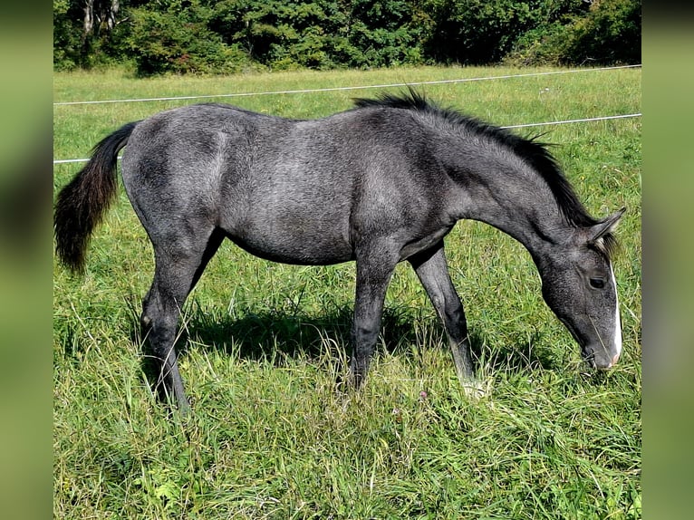 Lipizzaner Merrie Veulen (05/2025) Zwartschimmel in KOZINA