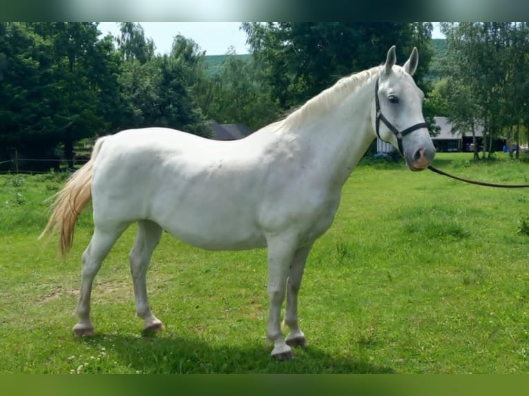 Lipizzaner Ruin 10 Jaar 152 cm Schimmel in Belfast