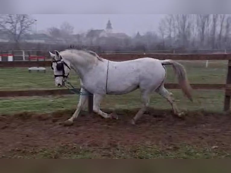 Lipizzaner Ruin 10 Jaar 157 cm Schimmel in Tass