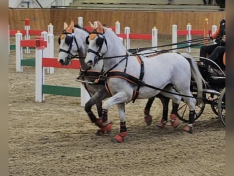 Lipizzaner Ruin 10 Jaar 157 cm Schimmel in Tass