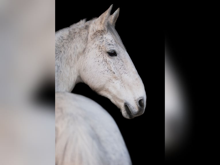 Lipizzaner Ruin 10 Jaar 163 cm Vliegenschimmel in Dunningen