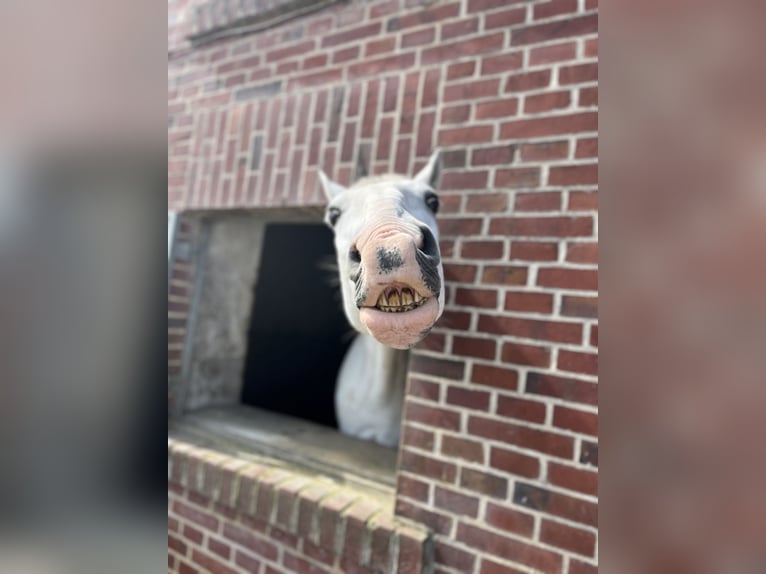 Lipizzaner Ruin 10 Jaar 165 cm Schimmel in Rosendahl