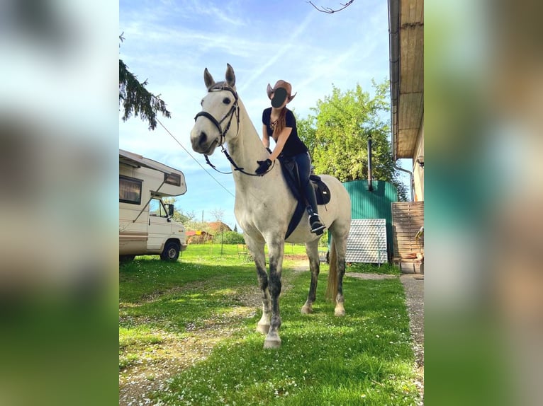 Lipizzaner Mix Ruin 11 Jaar 155 cm Schimmel in Linz