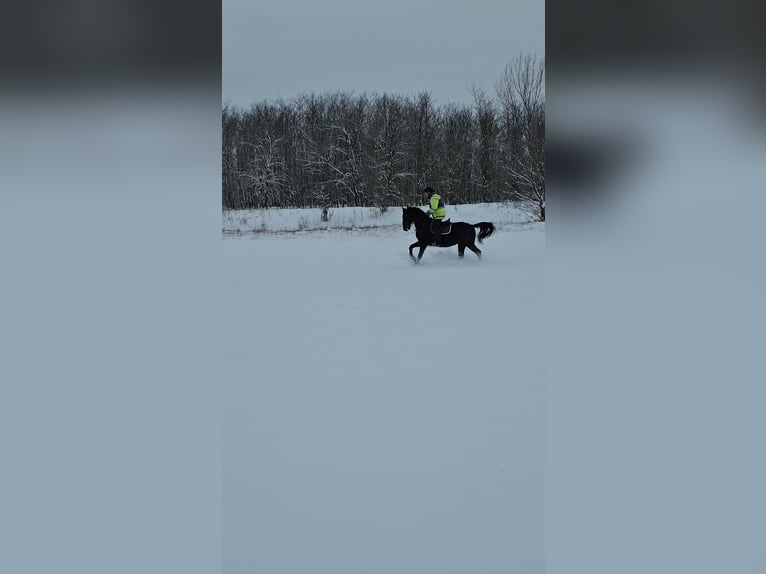 Lipizzaner Ruin 11 Jaar 160 cm Roan-Blue in Móricgát