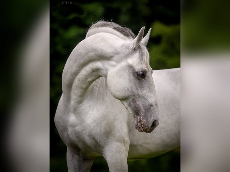 Lipizzaner Ruin 11 Jaar 160 cm Schimmel in Trnovska vas