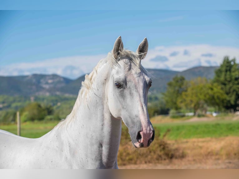 Lipizzaner Ruin 11 Jaar 160 cm Wit in La roque d&#39;anthéron