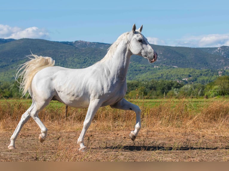 Lipizzaner Ruin 11 Jaar 160 cm Wit in La roque d&#39;anthéron