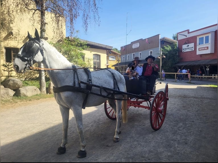 Lipizzaner Ruin 11 Jaar 164 cm Vliegenschimmel in Nürnberg