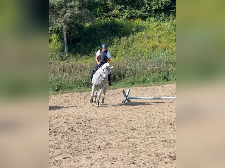 Lipizzaner Ruin 11 Jaar 167 cm Wit in Malente