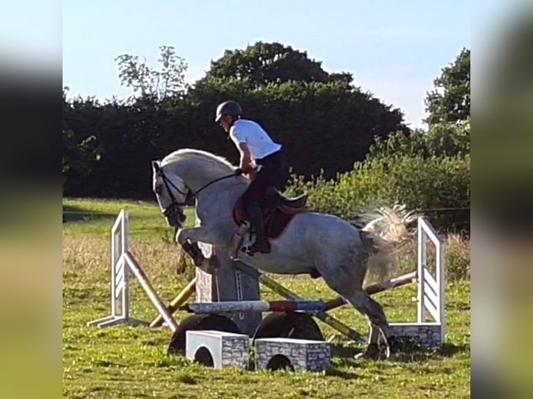Lipizzaner Ruin 11 Jaar 167 cm Wit in Malente