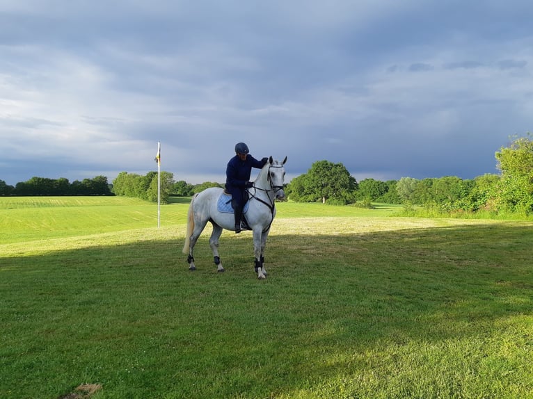 Lipizzaner Ruin 11 Jaar 167 cm Wit in Malente